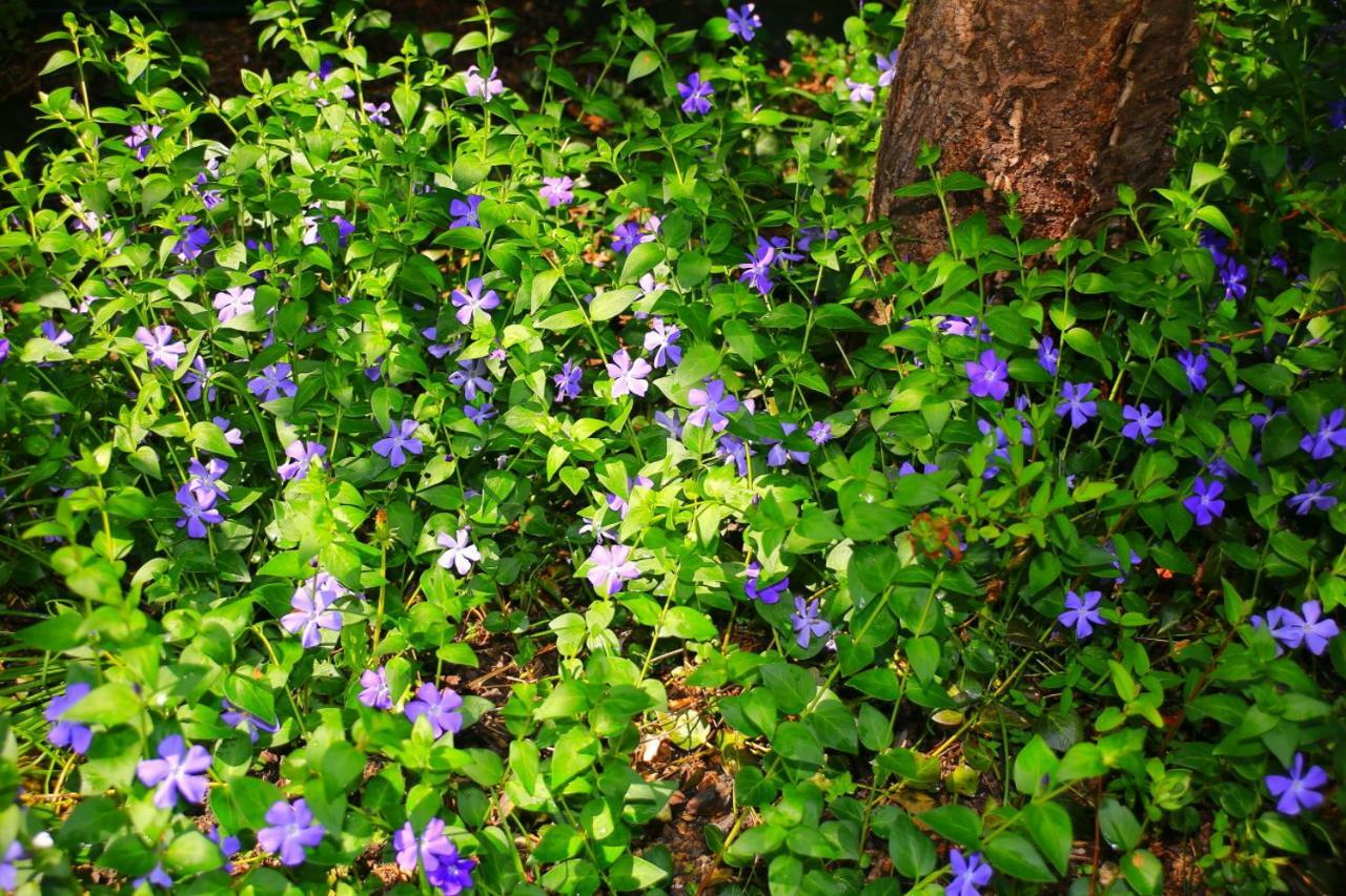 Mitten Im Seenland Und Spreewaldnah, Schoener Garten Storkow  Exteriör bild